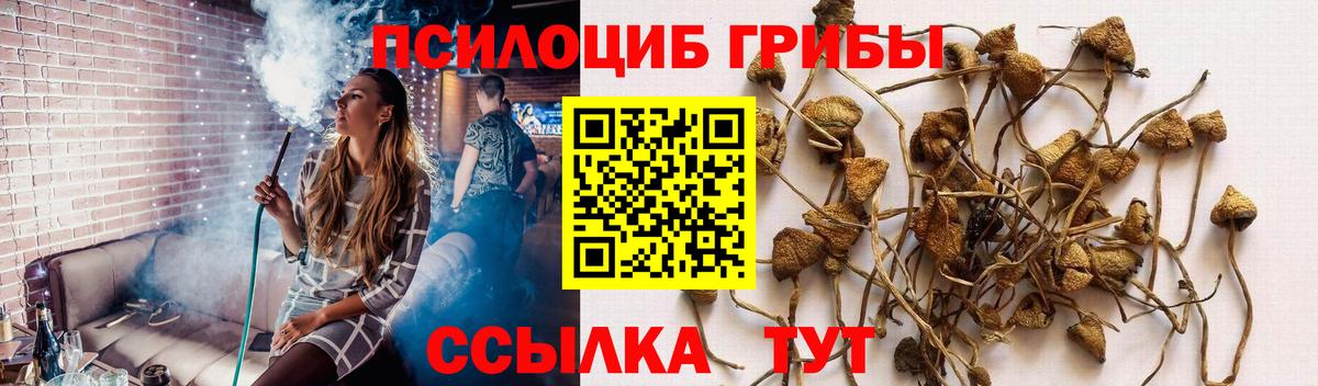Псилоцибиновые грибы GOLDEN TEACHER Гусиноозёрск